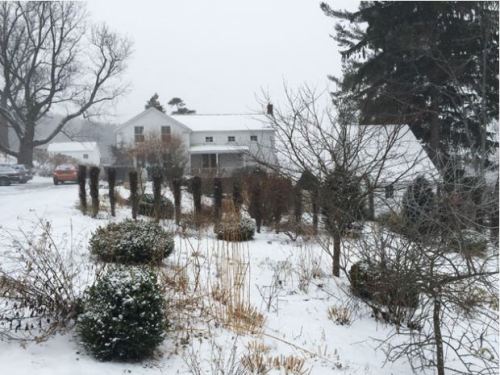 skyview landscapes Boxwoods